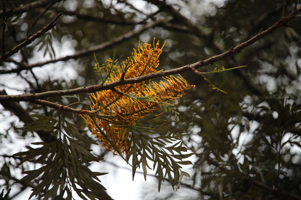 Grevillea robusta A.Cunn. ex R.Br.